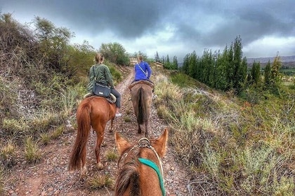 Horseback ride through vineyards followed by gourmet lunch