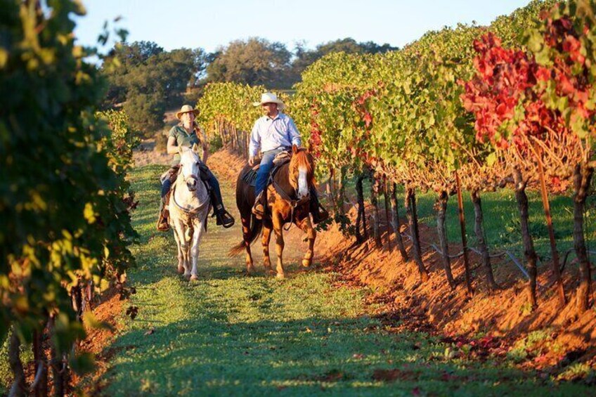 Horseback ride through vineyards followed by gourmet lunch