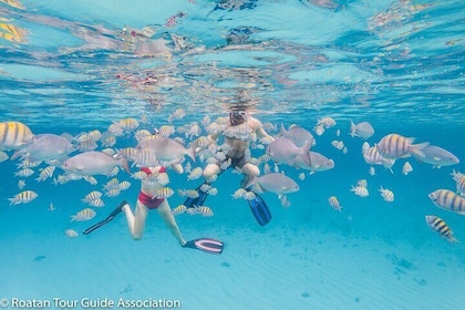 Guided Snorkeling Adventure in West Bay