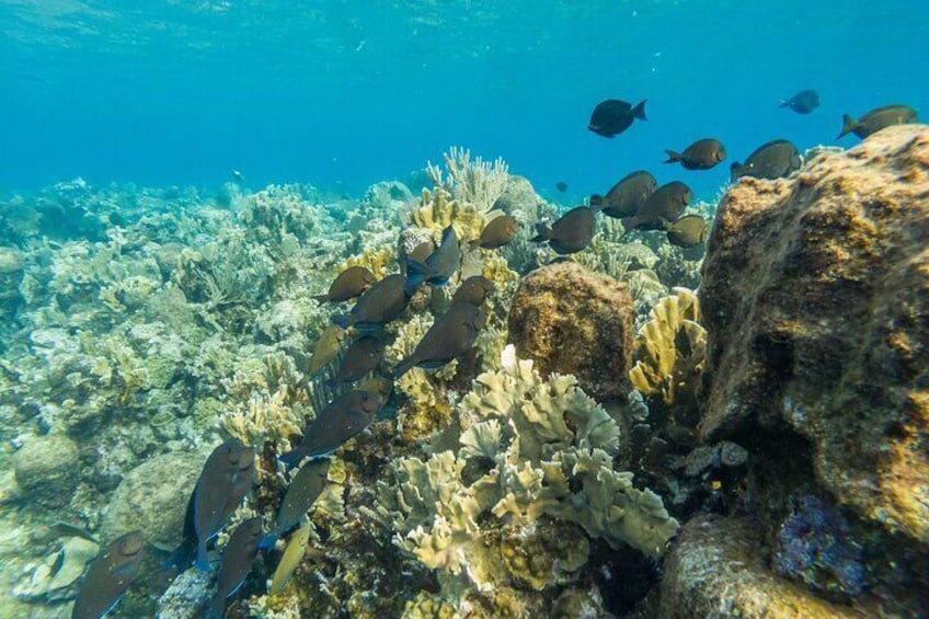 Guided Snorkeling Tour to the Reef Drop in West Bay