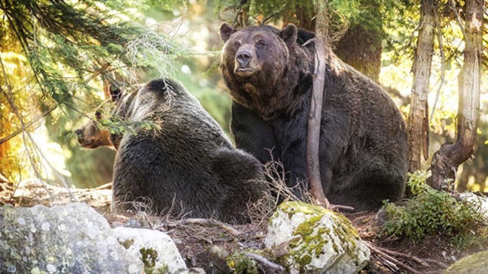 North Shore Capilano Bridge & Grouse Mountain Tour