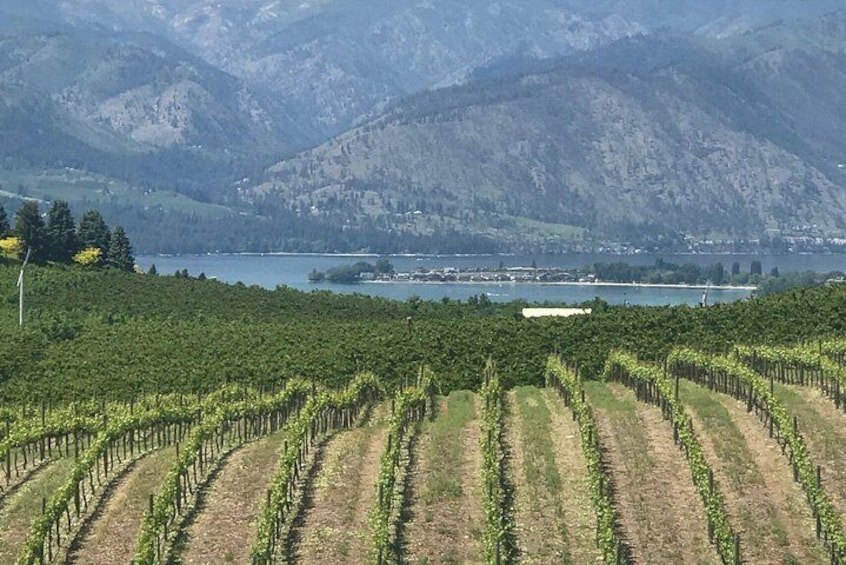Rows of grapes ready for harvest in the Wenatchee River valley