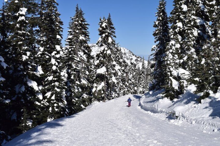 Trail to Hurricane Hill