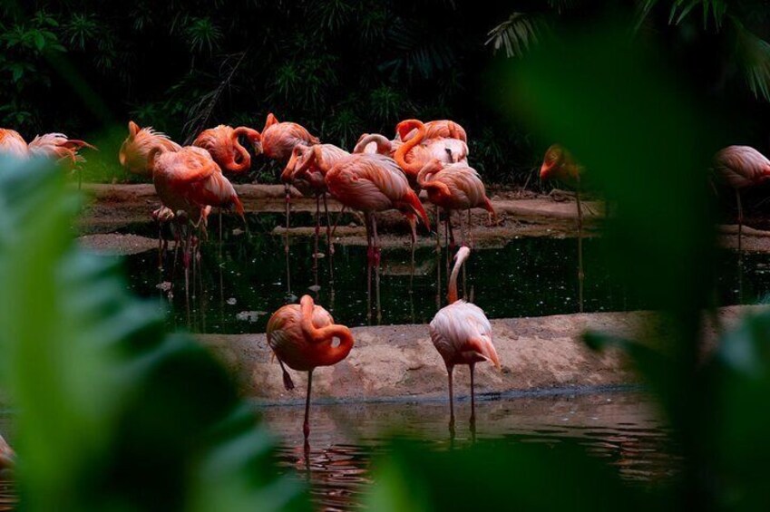 Jurong Bird Park Bird Photography