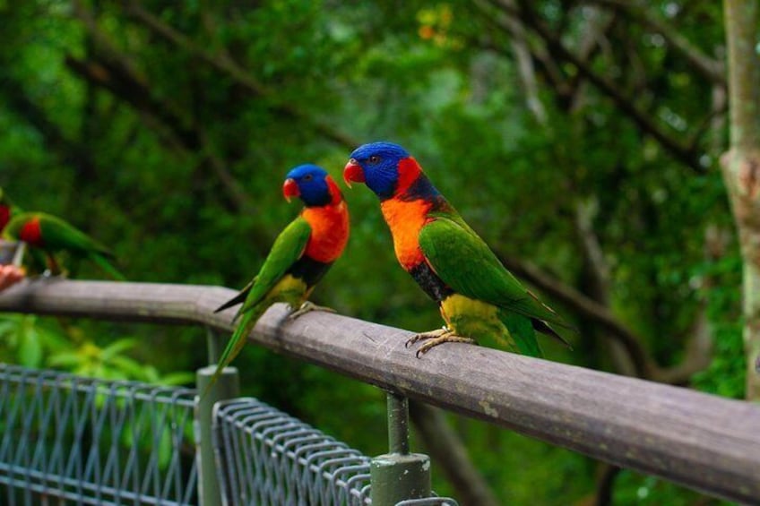 Jurong Bird Park Bird Photography