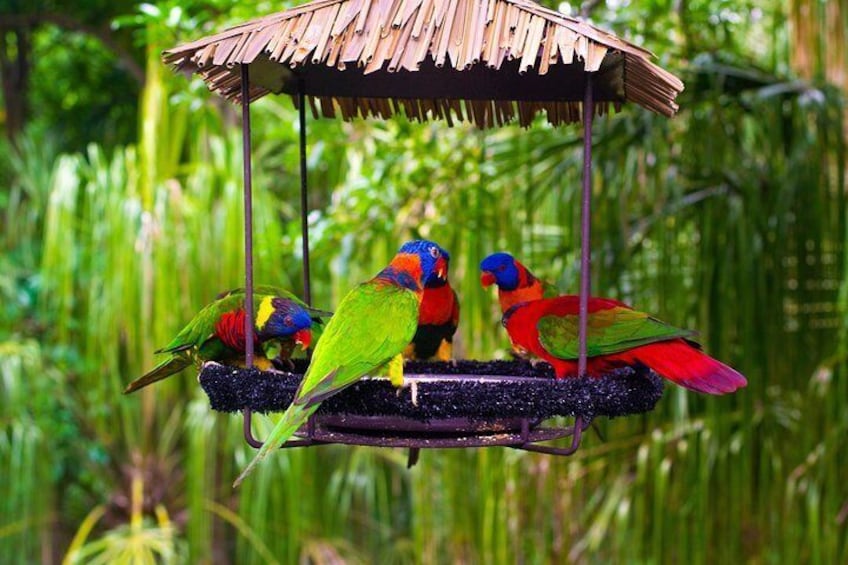 Jurong Bird Park Bird Photography