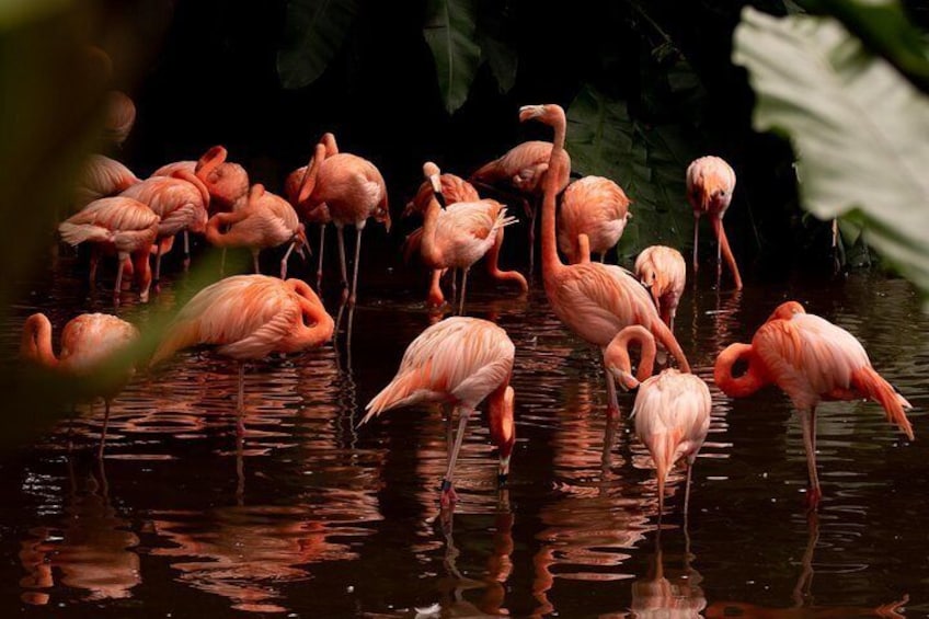 Snap feathers, beaks and flight at Jurong Bird Park