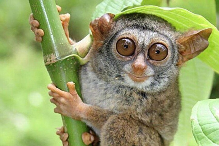 The Worlds smallest primate - Tarsier