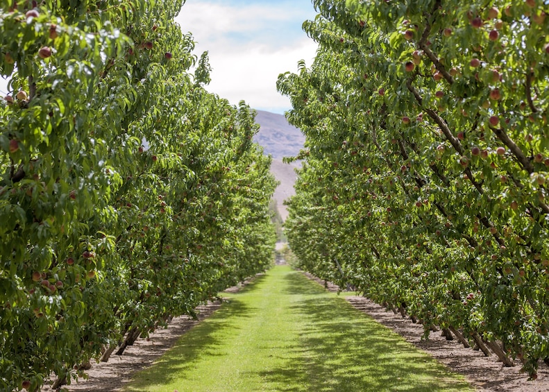 Jackson Orchards Guided Orchard Tour