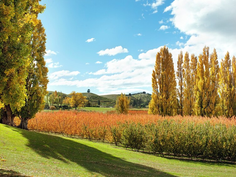 Jackson Orchards Tour