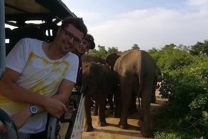 Safari privé de 4 heures dans le parc national d'Udawalawe