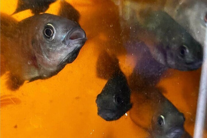 Talapia Fish / Aquaponics