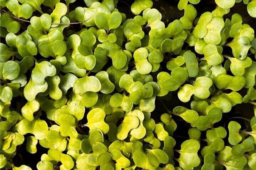 Micro greens Kale