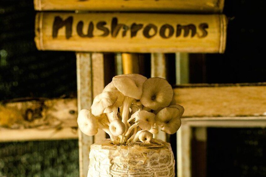 Fresh oyster mushrooms harvested daily as part of your Thai micro farm cookery experience. 