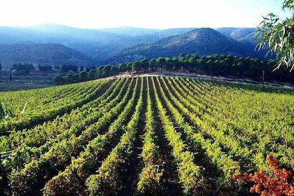 Private Wine Tasting Day Tour from Beirut