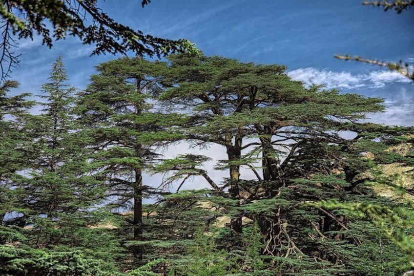 Cedars of God
