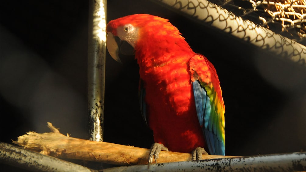 a crimson macaw in Ocho Rios