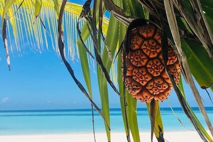 Kuza Cave Tour; The Rock; Paje Beach; Jozani Forest; Salaam Cave