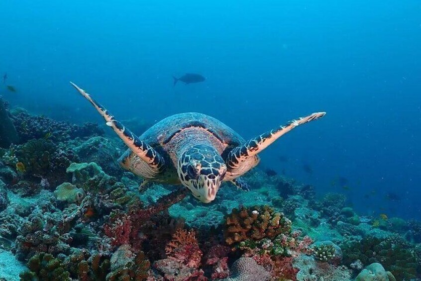 Starfish Adventure; Blue Lagoon Snorkeling; The Rock Restaurant; Paje Beach Tour; Jozani Forest Tour, Salaam Cave Tour