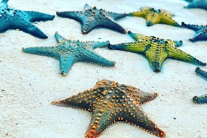 Starfish Adventure; Blue Lagoon Snorkeling; The Rock; Paje Beach; Jozani Fo...