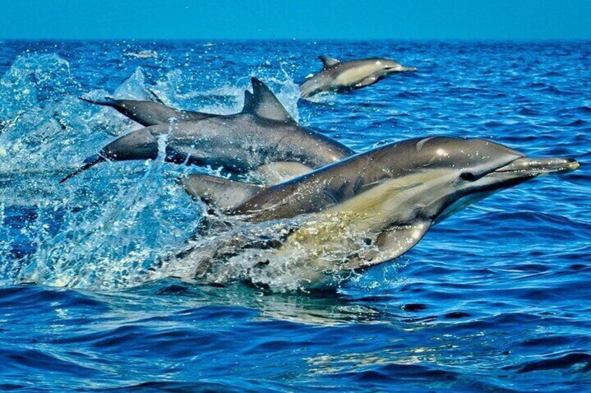 Zanzibar Dolphin Tour, Jozani Forest Tour, Kuza Cave Tour, Paje Beach,The Rock Restaurant