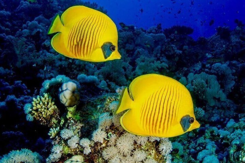 Zanzibar Dolphin Tour, Jozani Forest Tour, Kuza Cave Tour, Paje Beach,The Rock Restaurant