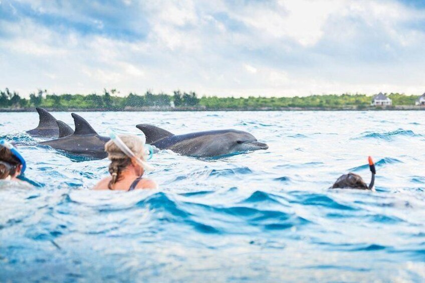 Zanzibar Dolphin Tour unforgettable Experience!