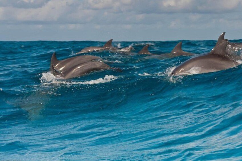 Zanzibar Dolphin Tour unforgettable Experience!