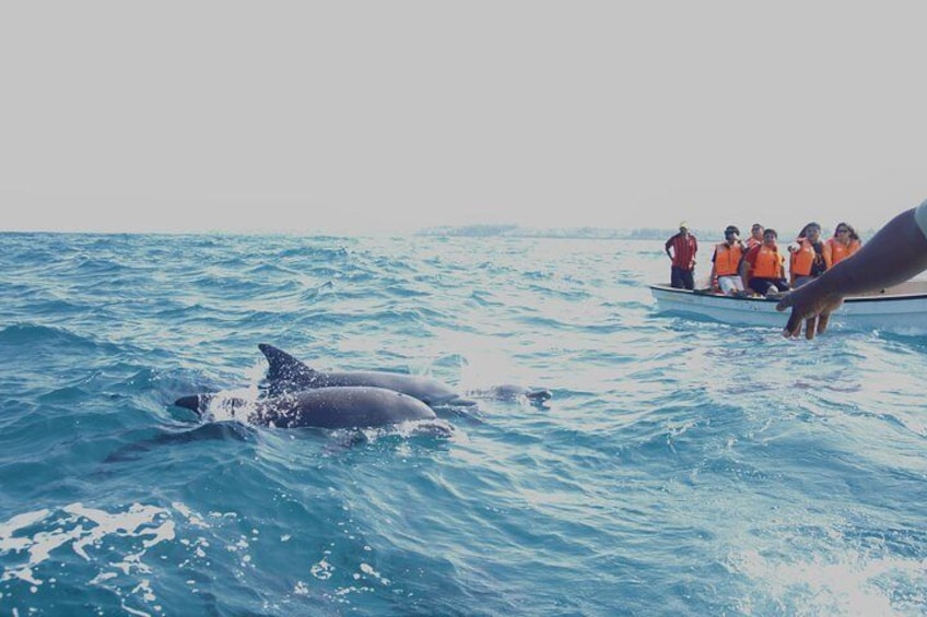 Zanzibar Dolphin Tour unforgettable Experience!