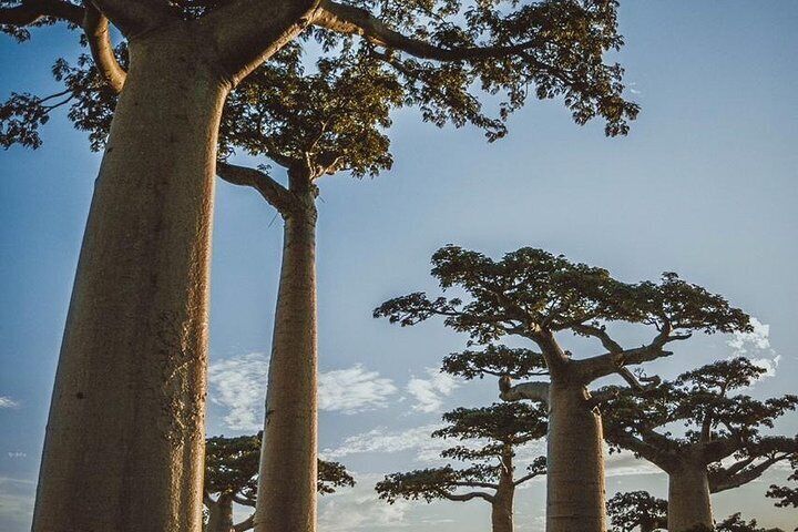 15 Days details Madagascar