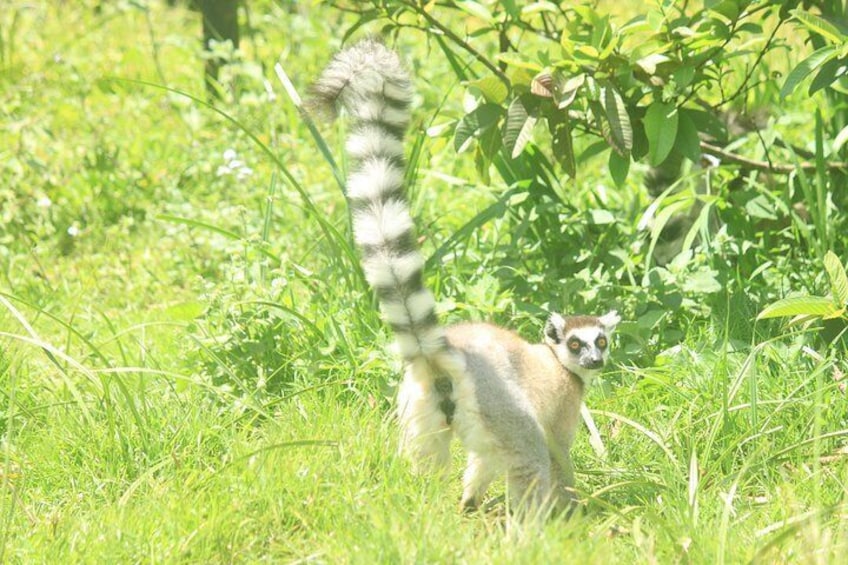 Madagascar Wildlife Tour for 02 days