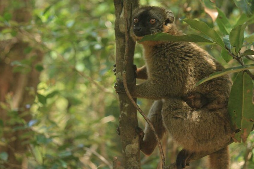 Madagascar Wildlife Tour for 02 days