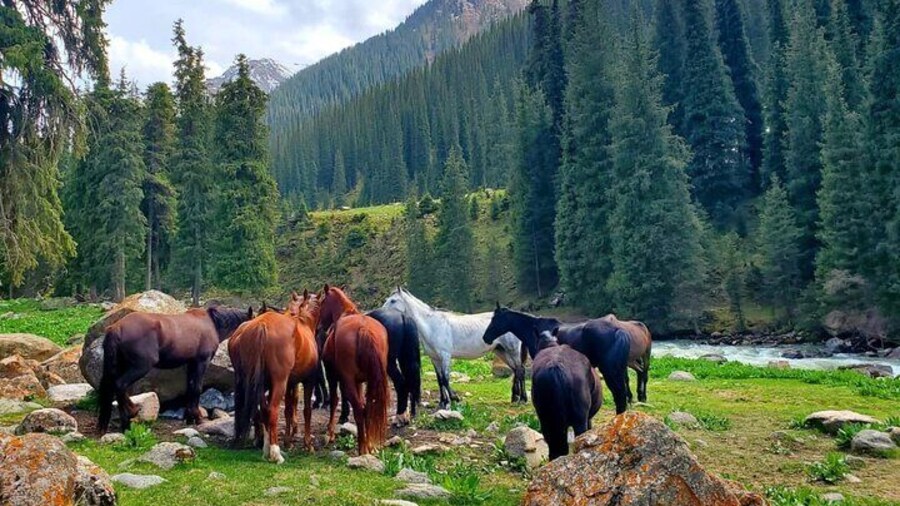 Horses in Kyrchyn Valley