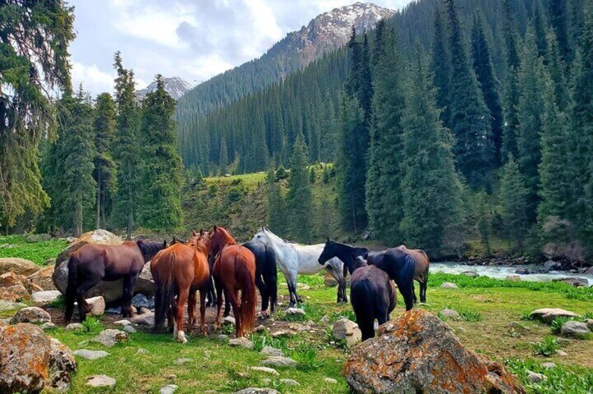 Horses in Kyrchyn Valley