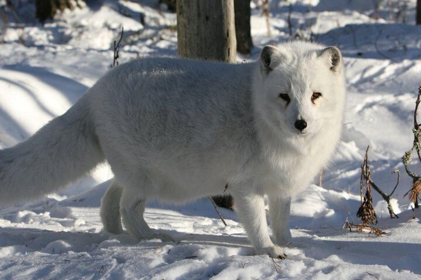 Arctic fox, Ranua Zoo