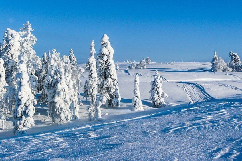 Snowmobile Driving - Afternoon start