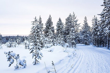 Snowmobile Driving - Afternoon start