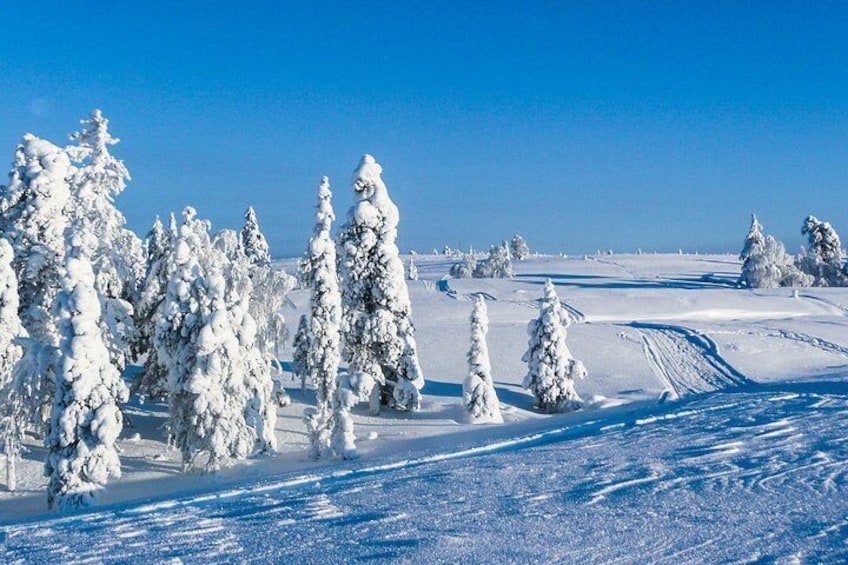 Snowmobile Safari in the Nature - Morning start