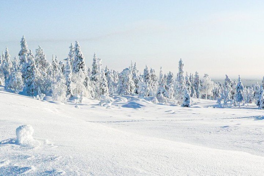 Snowmobile Safari in the Nature - Morning start