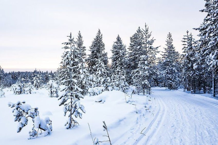 Snowmobile Safari in the Nature - Morning start