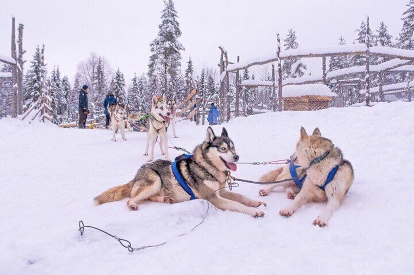 Incentive and Corporate adventures in Lapland