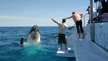 Exclusive Whale-Watching Cruise