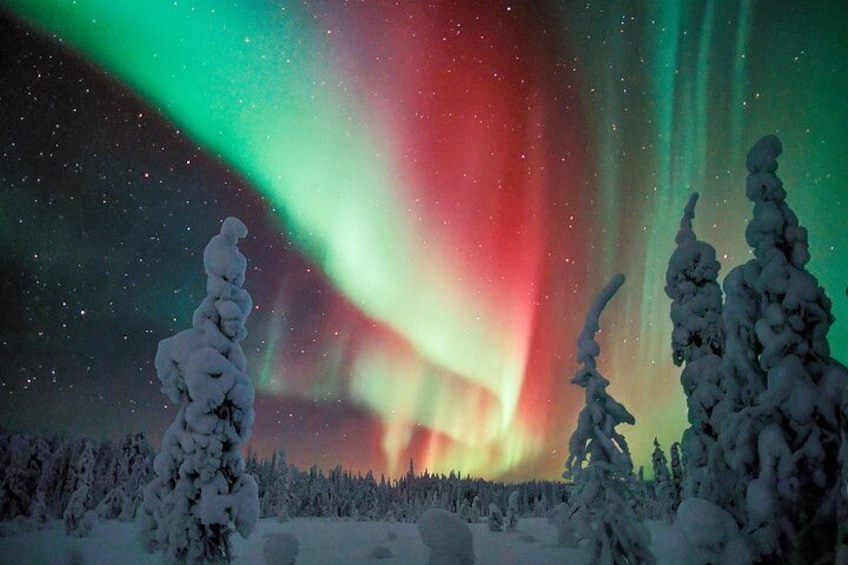 Auroras- Northern Lights Tours by Aurora Experts- Rovaniemi