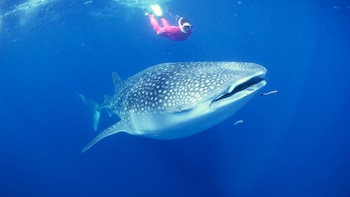 Deluxe Whale Shark Swim Experience