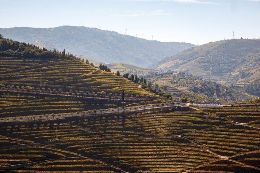 Magical Landscape in Douro Valley