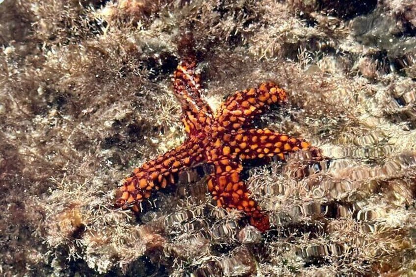 Search for starfish! 