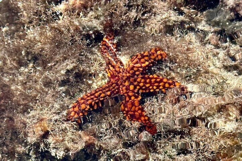 Search for starfish!