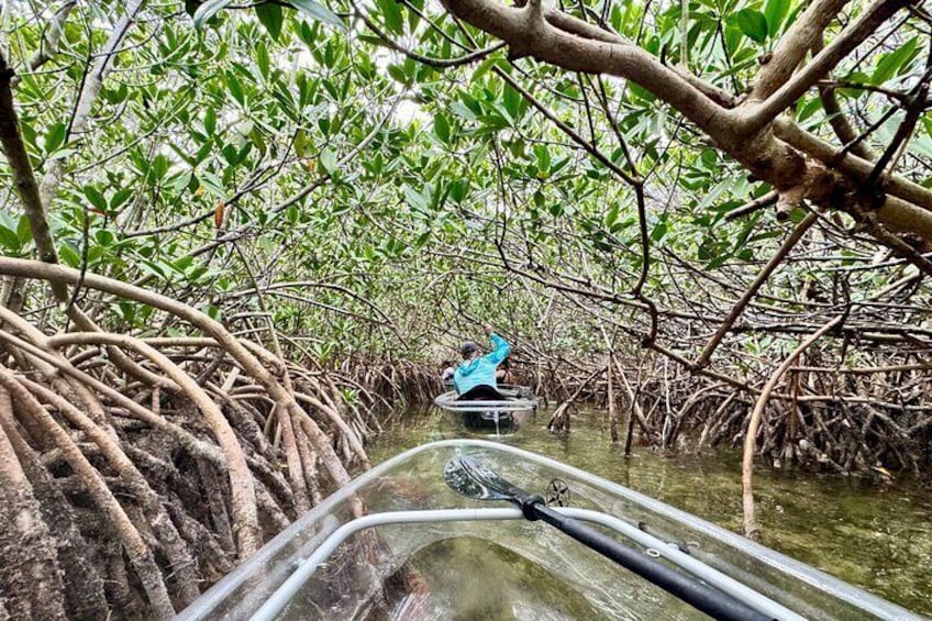 Adventure through the mangrove tunnel