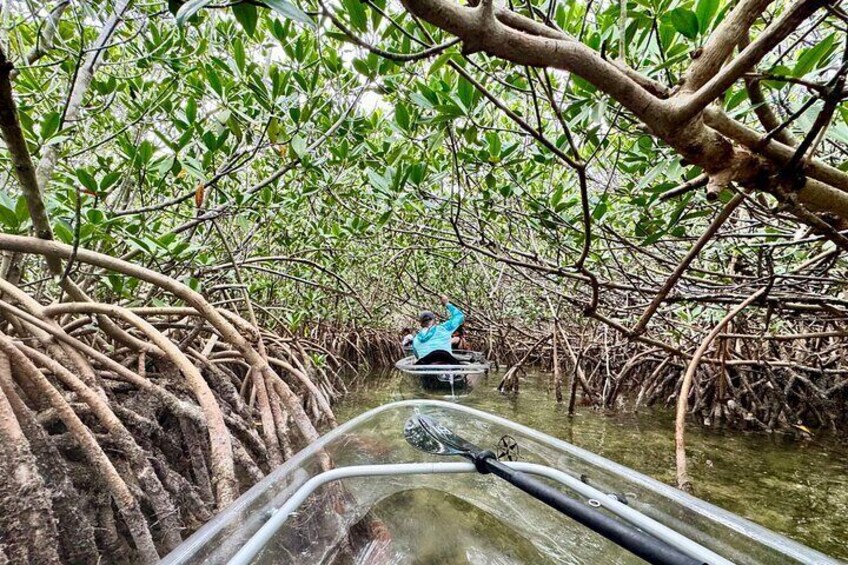 Adventure through the mangrove tunnel