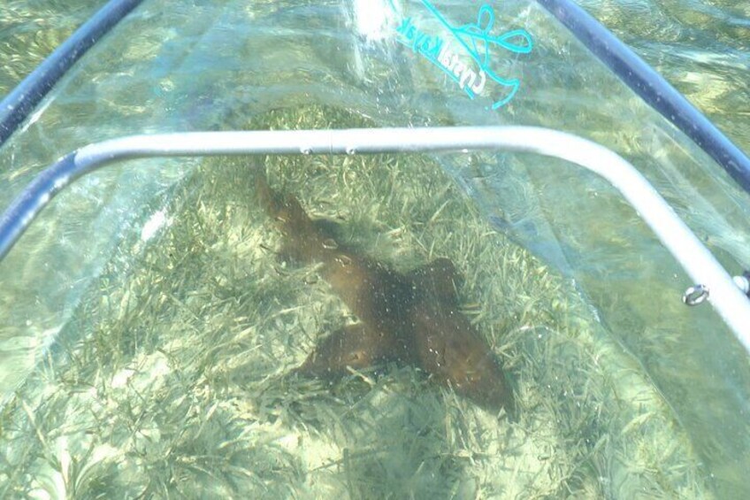 See through your clear kayak 